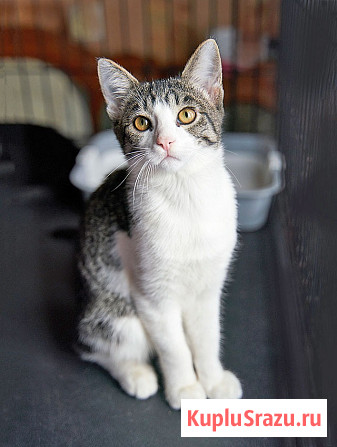 Трогательный, нежный котенок-подросток Месси ищет дом Москва - изображение 2