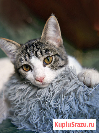 Трогательный, нежный котенок-подросток Месси ищет дом Москва - изображение 3