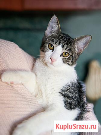 Трогательный, нежный котенок-подросток Месси ищет дом Москва - изображение 4