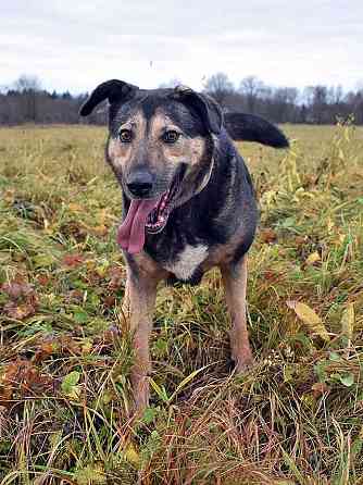Бара — собака, которая слишком долго ждёт своего человека Санкт-Петербург