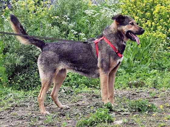Бара — собака, которая слишком долго ждёт своего человека Санкт-Петербург