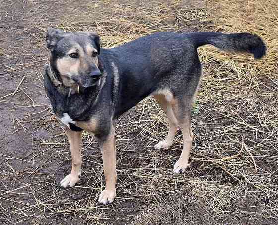 Бара — собака, которая слишком долго ждёт своего человека Санкт-Петербург