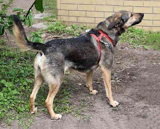 Бара — собака, которая слишком долго ждёт своего человека Санкт-Петербург