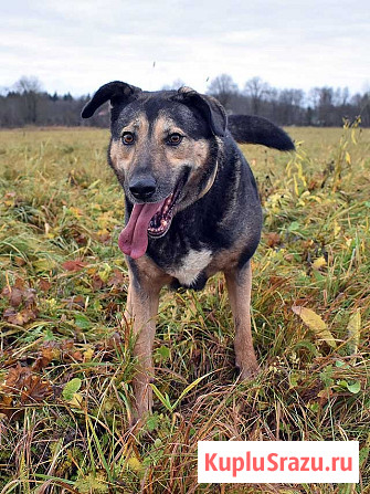 Бара — собака, которая слишком долго ждёт своего человека Санкт-Петербург - изображение 3
