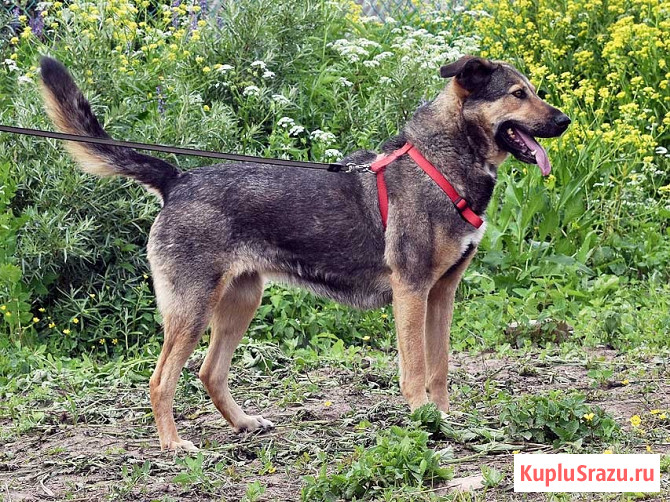 Бара — собака, которая слишком долго ждёт своего человека Санкт-Петербург - изображение 1