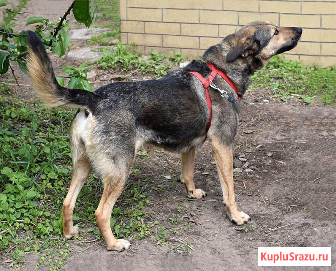 Бара — собака, которая слишком долго ждёт своего человека Санкт-Петербург - изображение 2
