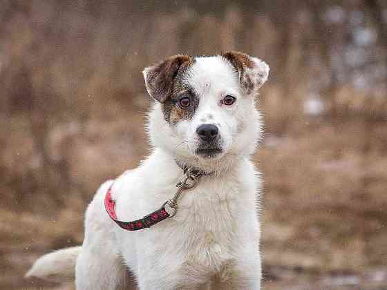 Миниатюрная диванная собачка Дафи ищет дом Москва