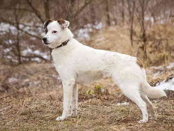 Миниатюрная диванная собачка Дафи ищет дом Москва