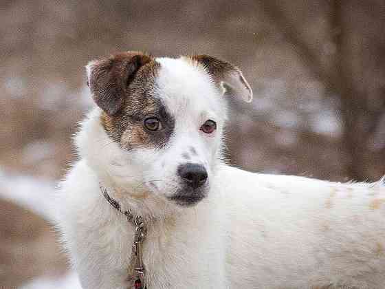 Миниатюрная диванная собачка Дафи ищет дом Москва