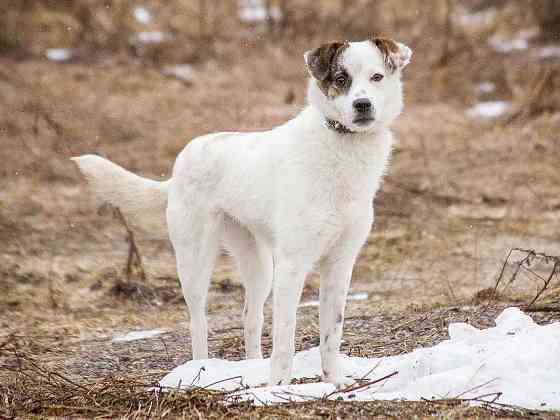 Миниатюрная диванная собачка Дафи ищет дом Москва