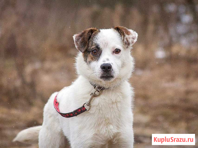 Миниатюрная диванная собачка Дафи ищет дом Москва - изображение 1