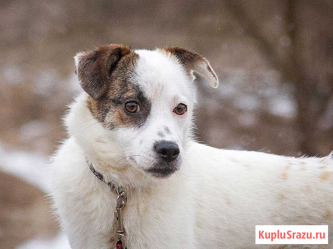 Миниатюрная диванная собачка Дафи ищет дом Москва - изображение 4