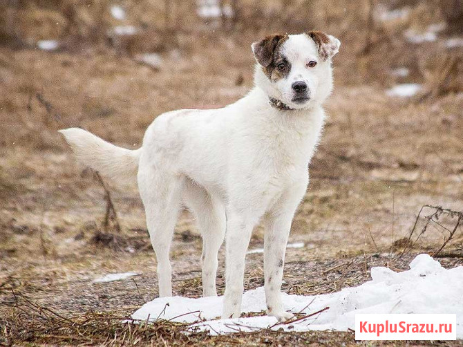 Миниатюрная диванная собачка Дафи ищет дом Москва - изображение 3