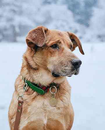 Солнечный пес-компаньон Джек ищет дом Москва