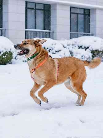 Солнечный пес-компаньон Джек ищет дом Москва