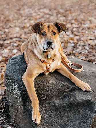 Солнечный пес-компаньон Джек ищет дом Москва