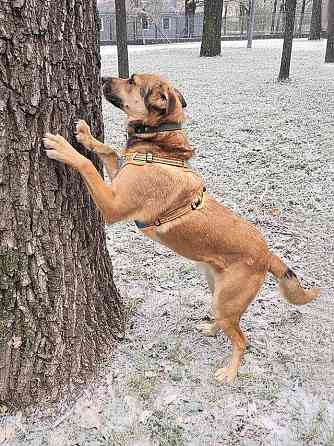 Солнечный пес-компаньон Джек ищет дом Москва