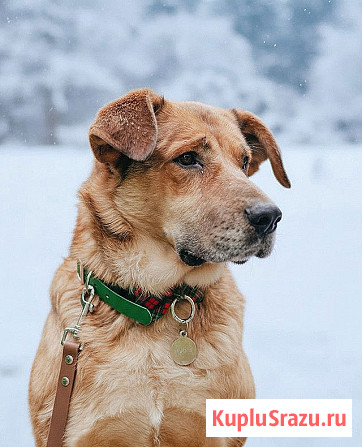 Солнечный пес-компаньон Джек ищет дом Москва - изображение 2