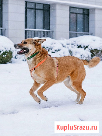 Солнечный пес-компаньон Джек ищет дом Москва - изображение 1