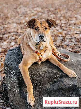 Солнечный пес-компаньон Джек ищет дом Москва - изображение 4