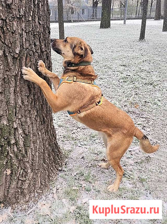 Солнечный пес-компаньон Джек ищет дом Москва - изображение 3