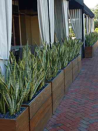 Озеленение офисов и помещений. Фитодизайн Москва