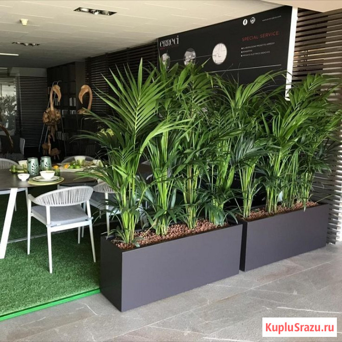 Озеленение офисов и помещений. Фитодизайн Москва - изображение 2