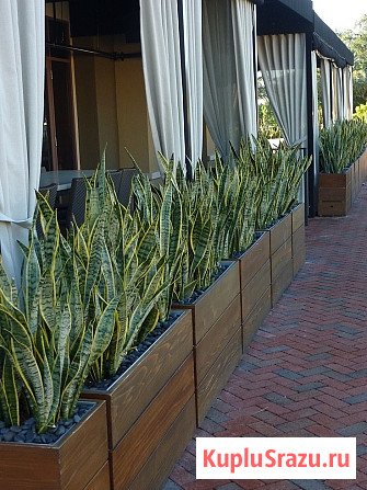 Озеленение офисов и помещений. Фитодизайн Москва - изображение 1