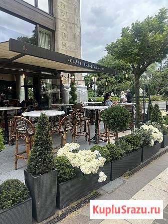 Озеленение офисов и помещений. Фитодизайн Москва - изображение 4