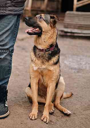 Кай, молодой домашний пес ищет дом Санкт-Петербург