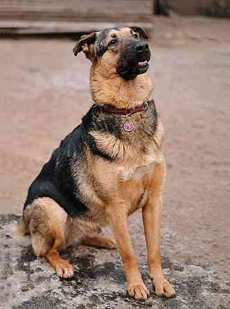 Кай, молодой домашний пес ищет дом Санкт-Петербург