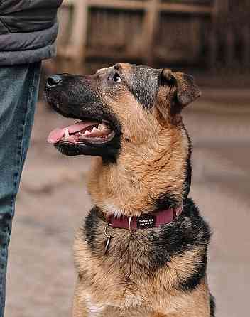 Кай, молодой домашний пес ищет дом Санкт-Петербург