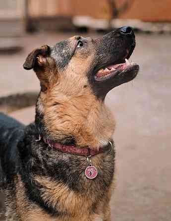 Кай, молодой домашний пес ищет дом Санкт-Петербург