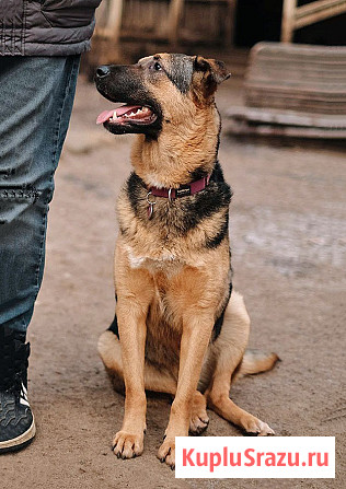 Кай, молодой домашний пес ищет дом Санкт-Петербург - изображение 1