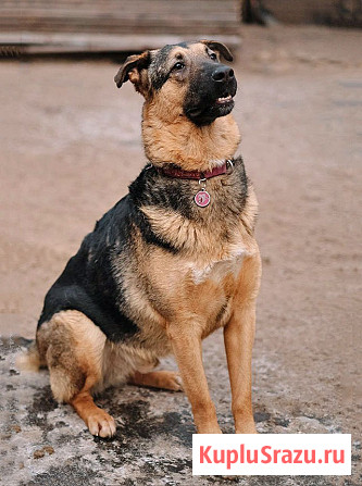 Кай, молодой домашний пес ищет дом Санкт-Петербург - изображение 2