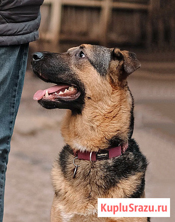 Кай, молодой домашний пес ищет дом Санкт-Петербург - изображение 4