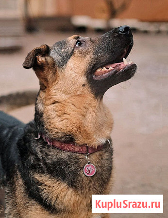 Кай, молодой домашний пес ищет дом Санкт-Петербург - изображение 3