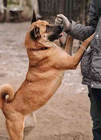 Красивая домашняя собака Плюша ищет дом Санкт-Петербург