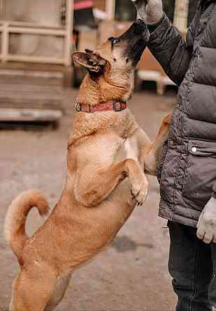 Красивая домашняя собака Плюша ищет дом Санкт-Петербург