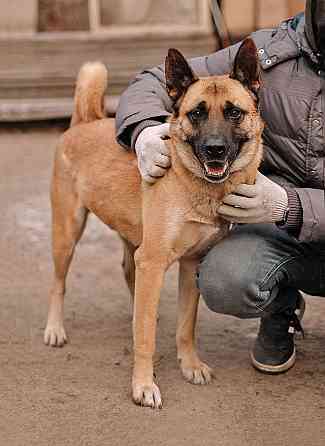 Красивая домашняя собака Плюша ищет дом Санкт-Петербург
