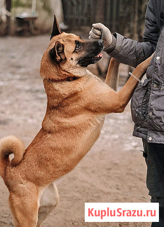 Красивая домашняя собака Плюша ищет дом Санкт-Петербург - изображение 2