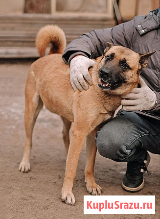 Красивая домашняя собака Плюша ищет дом Санкт-Петербург - изображение 3