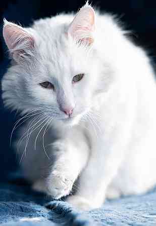 Белоснежный красавец, домашний котик Ченя ищет дом Москва