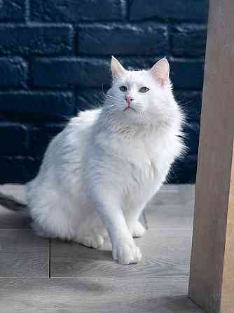 Белоснежный красавец, домашний котик Ченя ищет дом Москва