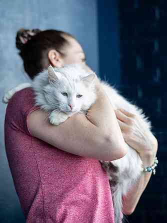 Белоснежный красавец, домашний котик Ченя ищет дом Москва