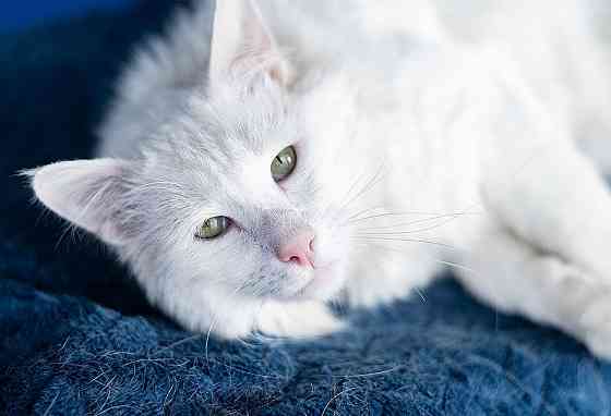Белоснежный красавец, домашний котик Ченя ищет дом Москва