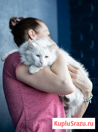 Белоснежный красавец, домашний котик Ченя ищет дом Москва - изображение 3