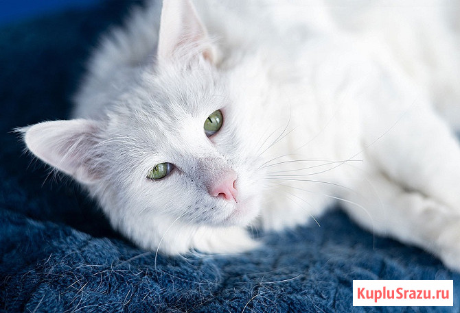 Белоснежный красавец, домашний котик Ченя ищет дом Москва - изображение 2