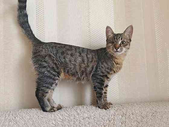 Минитигренок Лора, ласковая кошечка-подросток ищет дом Москва