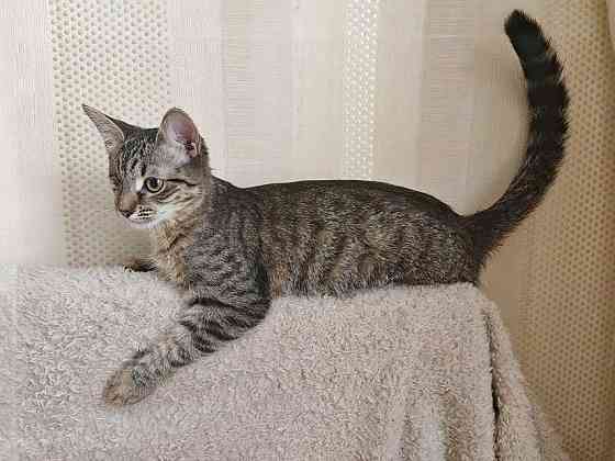 Минитигренок Лора, ласковая кошечка-подросток ищет дом Москва